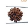 8 Mukhi Nepal Rudraksha - ( 25.55 Mm ) 12 8 Mukhi Nepal Rudraksha - ( 25.55 Mm )