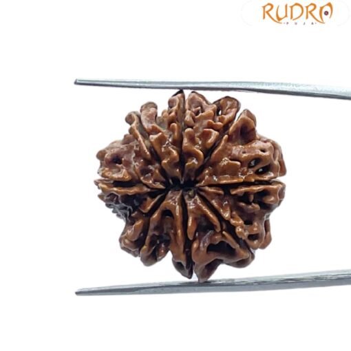 8 Mukhi Nepal Rudraksha - ( 25.55 MM )