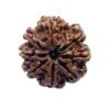 8 Mukhi Nepal Rudraksha - ( 25.55 Mm ) 13 8 Mukhi Nepal Rudraksha - ( 25.55 Mm )