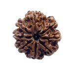 8 Mukhi Nepal Rudraksha - ( 25.55 Mm ) 7 8 Mukhi Nepal Rudraksha - ( 25.55 Mm )