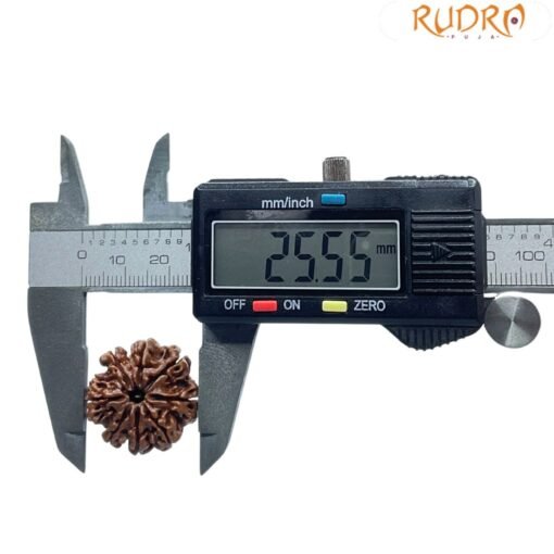 8 Mukhi Nepal Rudraksha - ( 25.55 MM )