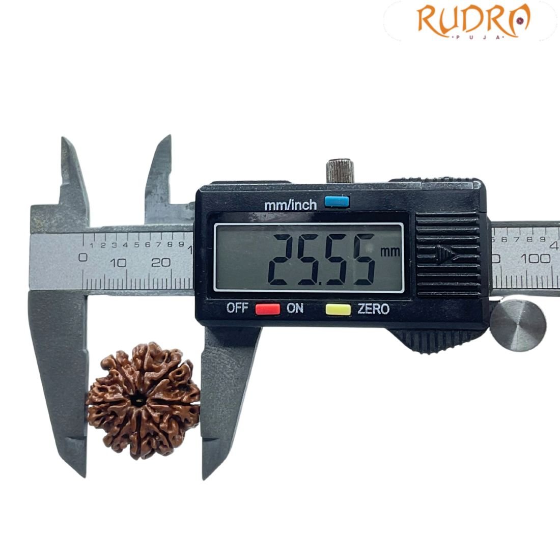 8 Mukhi Nepal Rudraksha - ( 25.55 Mm ) 4 8 Mukhi Nepal Rudraksha - ( 25.55 Mm )