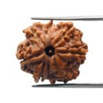 8 Mukhi rudraksha 21.61 mm