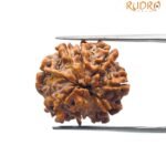 8 Mukhi rudraksha 21.61 mm