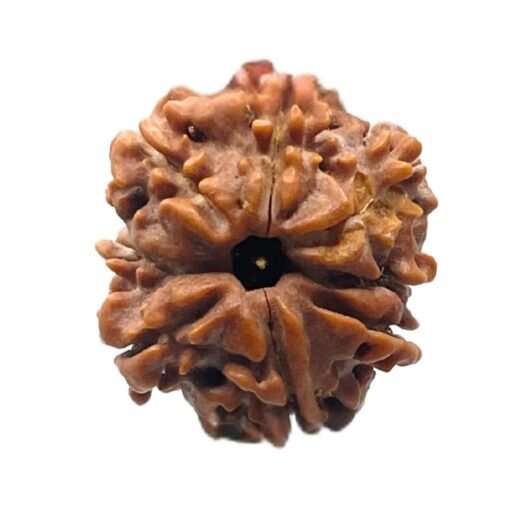 8 Mukhi rudraksha 21.61 mm