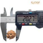 9 Mukhi Rudraksha Nepal - 20.27 Mm