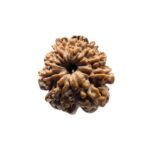 9 Mukhi Rudraksha Nepal - 20.27 Mm