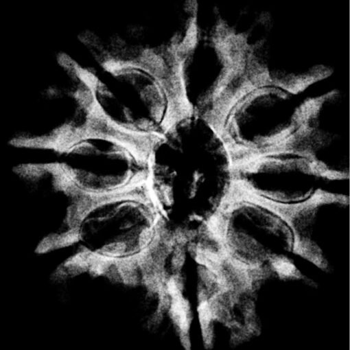 Ashtamukhi Rudraksha Nepal - (25.55 MM) X-RAY