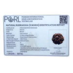 Collector 6 Mukhi Rudraksha Nepal - 23.98MM