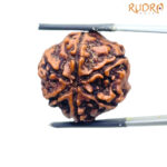 Collector 6 Mukhi Rudraksha Nepal - 23.98MM