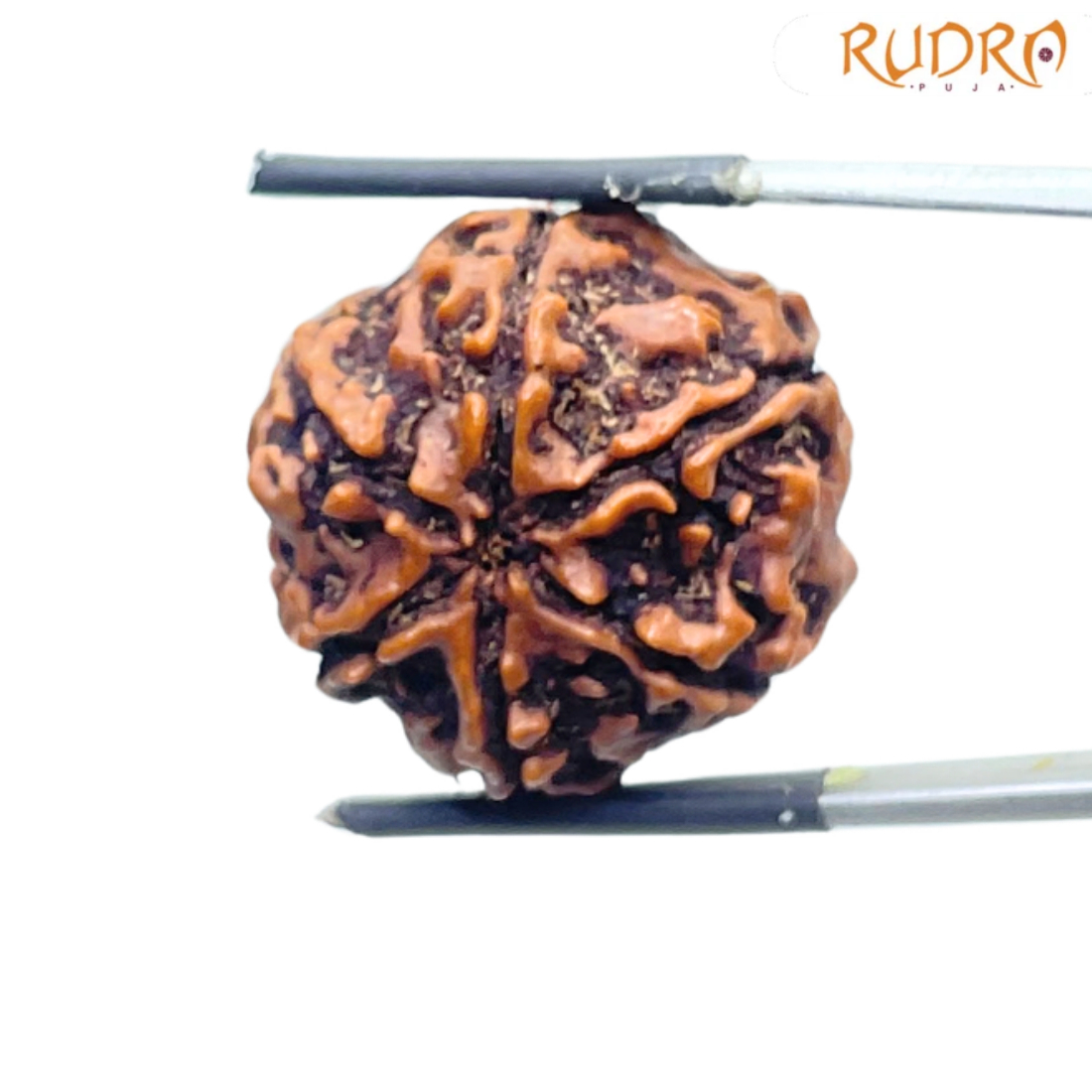 Collector 6 Mukhi Rudraksha Nepal - 23.98MM