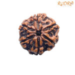 Collector 6 Mukhi Rudraksha Nepal - 23.98MM