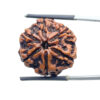 Collector 6 Mukhi Rudraksha Nepal - 23.98MM