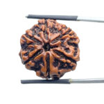 Collector 6 Mukhi Rudraksha Nepal - 23.98MM