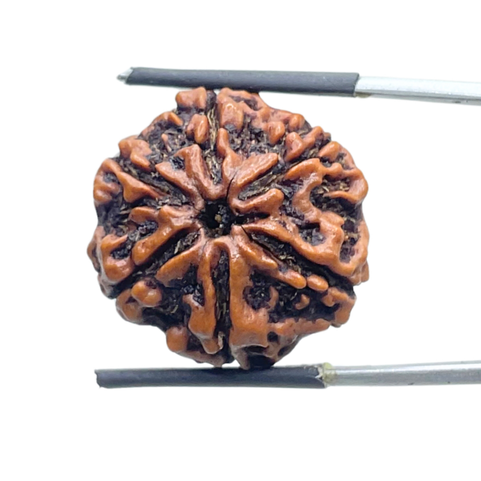 Collector 6 Mukhi Rudraksha Nepal - 23.98MM