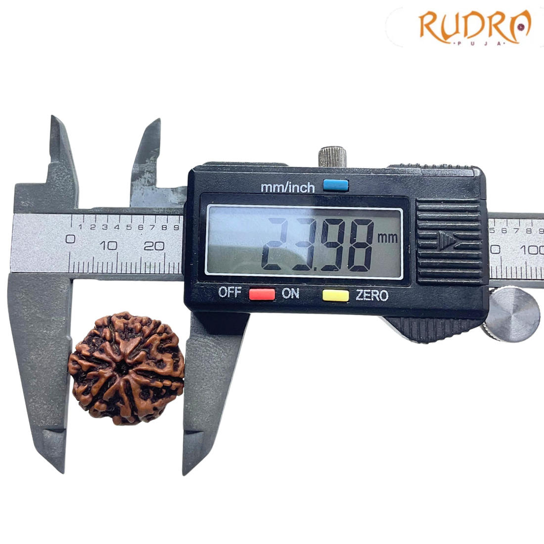Collector 6 Mukhi Rudraksha Nepal - 23.98MM
