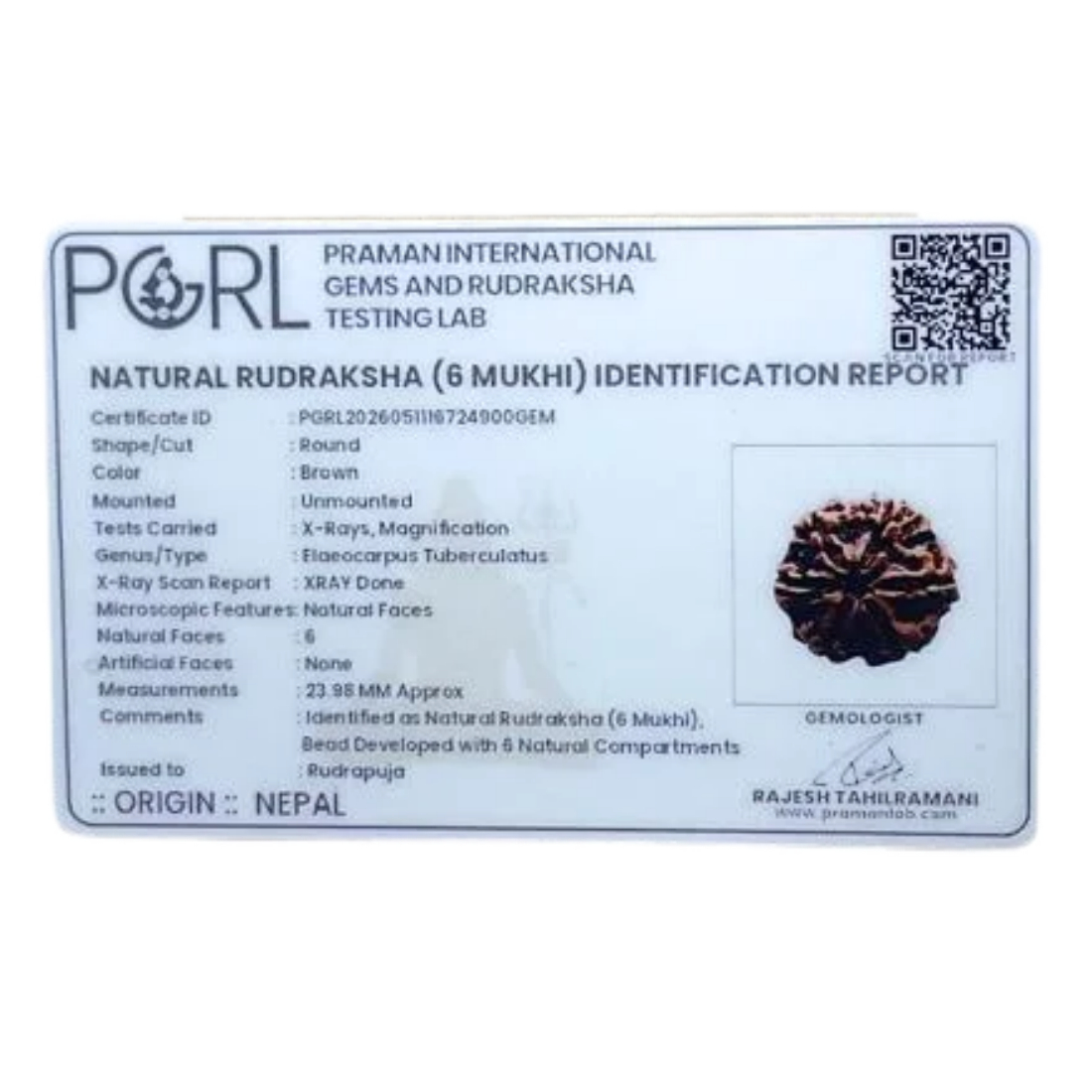 Collector 6 Mukhi Rudraksha Nepal - 23.98MM