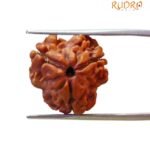 3 Mukhi Rudraksha Nepal (19.78 Mm )