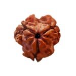 3 Mukhi Rudraksha Nepal (19.78 Mm )