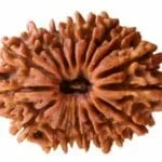 Rudraksha