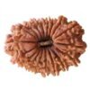 18 Mukhi Nepal Rudraksha