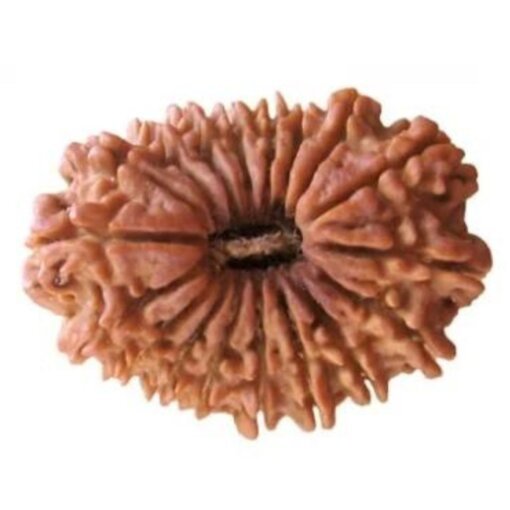 18 Mukhi Nepal Rudraksha