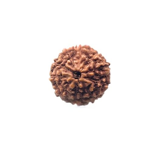 10 Mukhi Indonesian Rudraksha - 17.06 MM