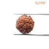 10 Mukhi Indonesian Rudraksha - 17.06 Mm