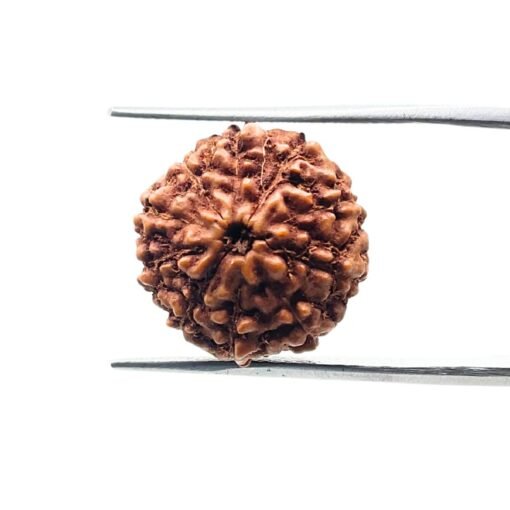 10 Mukhi Indonesian Rudraksha - 17.06 Mm