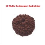10 Mukhi Indonesian rudraksha