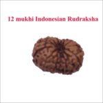 12 Mukhi Indonesian rudraksha