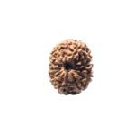 13 Mukhi Indonesian Rudraksha (16.00 Mm)