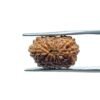 Indonesian 14 Face Rudraksha - (18.14 Mm) 18 Indonesian 14 Face Rudraksha - (18.14 Mm)