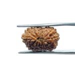 Indonesian 14 Face Rudraksha - (18.14 MM)