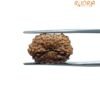 Indonesian 14 Face Rudraksha - (18.14 Mm) 12 Indonesian 14 Face Rudraksha - (18.14 Mm)