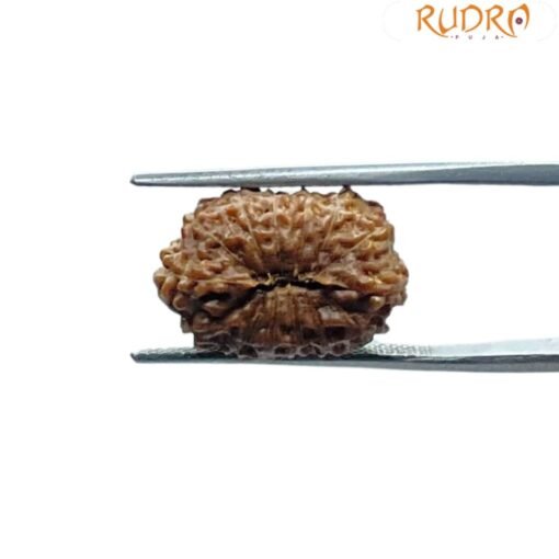 Indonesian 14 Face Rudraksha - (18.14 MM)