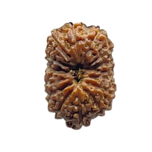 Indonesian 14 Face Rudraksha - (18.14 MM)