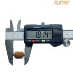 Indonesian 14 Face Rudraksha - (18.14 Mm) 8 Indonesian 14 Face Rudraksha - (18.14 Mm)