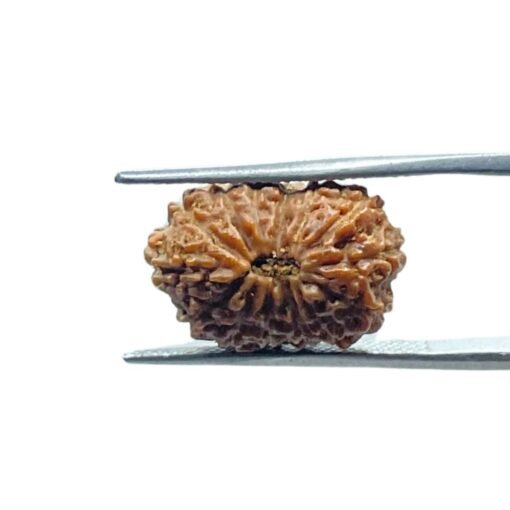 Indonesian 14 Face Rudraksha - (18.14 Mm)