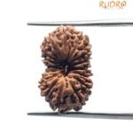 16 Mukhi Rudraksha