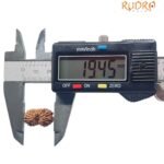 16 Mukhi Rudraksha Indonesian ( 19.45 Mm )