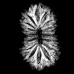 16 Mukhi Rudraksha Indonesian ( 19.45 Mm ) X-Ray