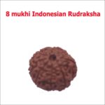 8 mukhi indonesian rudraksha