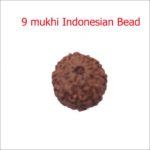 9 Mukhi Indonesian rudraksha