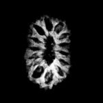 Indonesian 14 Face Rudraksha - (18.14 Mm) 9 Indonesian-14-Face-Rudraksha-18.14-Mm.jpg