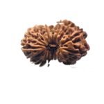 16 Mukhi Rudraksha Indonesian ( 19.45 Mm )