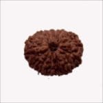 Indonesian Rudraksha beads