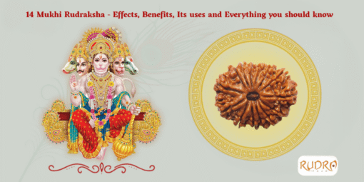 14 Mukhi Rudraksha - Effects, Benefits, Its Uses And Everything You Should Know