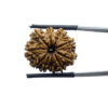 10 Mukhi Nepal Rudraksha - (22.08 MM)
