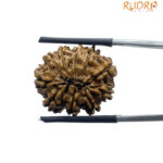 10 Mukhi Nepal Rudraksha - (22.08 MM)